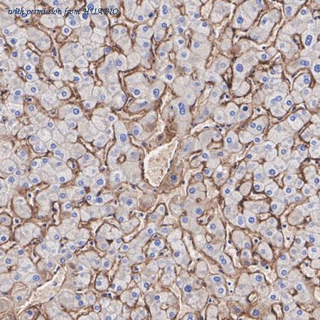 HUABIO HA723311 image 2