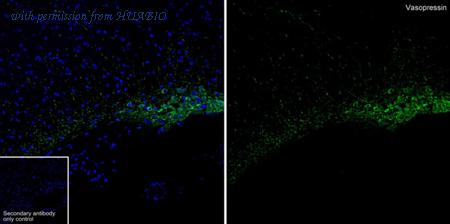 HUABIO HA723360 image 2