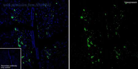 HUABIO HA723360 image 3