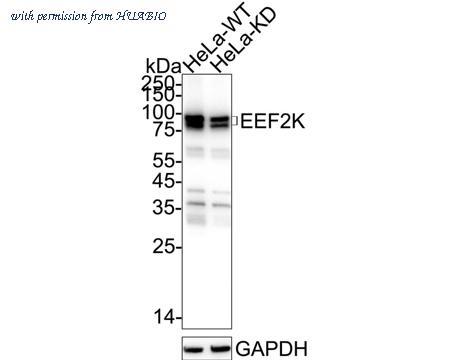 HUABIO HA723363 image 2