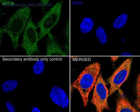 HUABIO HA723363 image 3