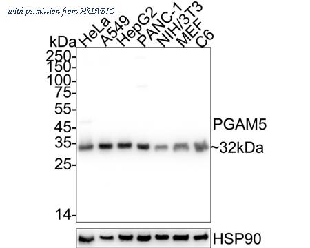 HUABIO HA723364 image 1