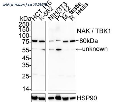 HUABIO HA723365 image 1