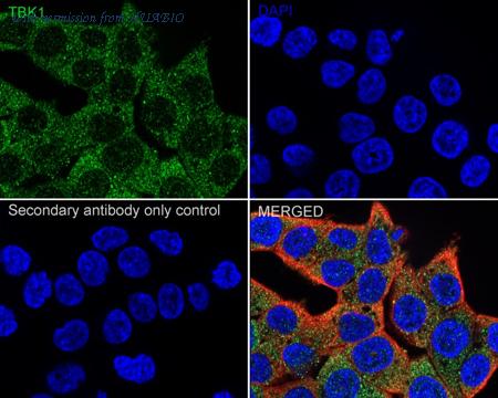 HUABIO HA723365 image 2