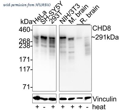 HUABIO HA723367 image 1