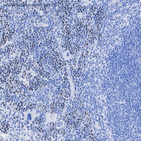 HUABIO HA723369 image 2