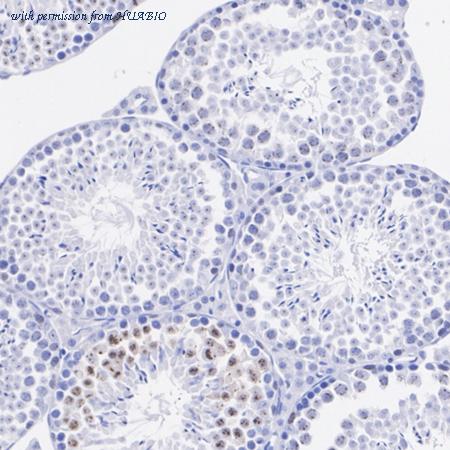 HUABIO HA723369 image 3