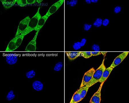 HUABIO HA723370 image 3