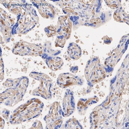 HUABIO HA723371 image 2