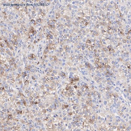 HUABIO HA723371 image 3