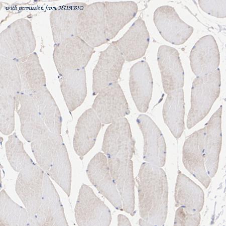 HUABIO HA723412 image 3