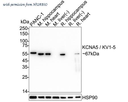 HUABIO HA723455 image 1