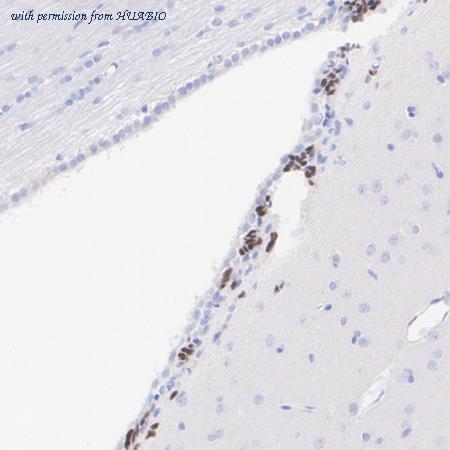 HUABIO HA723536 image 3