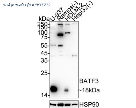 HUABIO HA723541 image 1