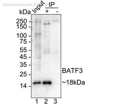 HUABIO HA723541 image 2