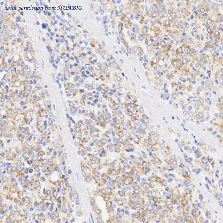 HUABIO HA723543 image 2