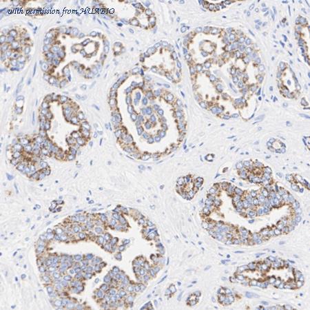 HUABIO HA723543 image 3