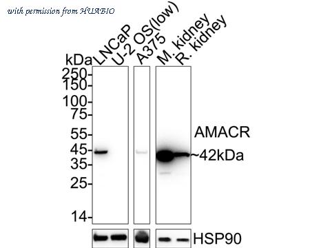 HUABIO HA723544 image 1