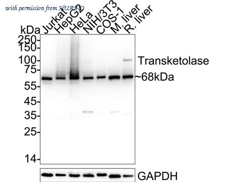 HUABIO HA723559 image 1