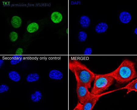 HUABIO HA723559 image 3