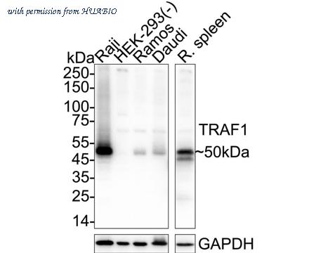 HUABIO HA723581 image 1