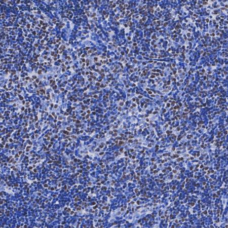 HUABIO HA723582 image 3