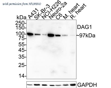 HUABIO HA723584 image 1