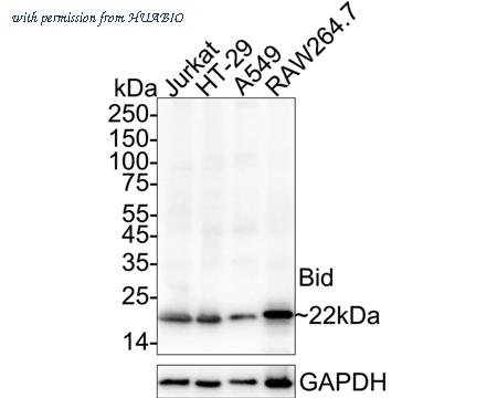 HUABIO HA723593 image 1