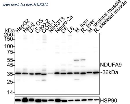 HUABIO HA723598 image 1