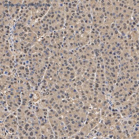 HUABIO HA723599 image 3