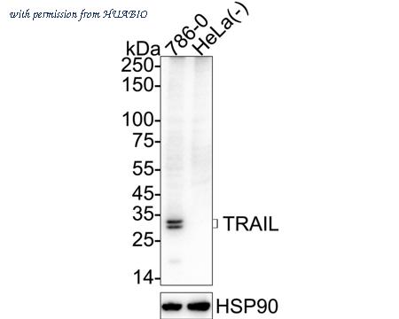 HUABIO HA723634 image 1