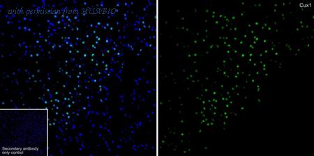 HUABIO HA723668 image 2