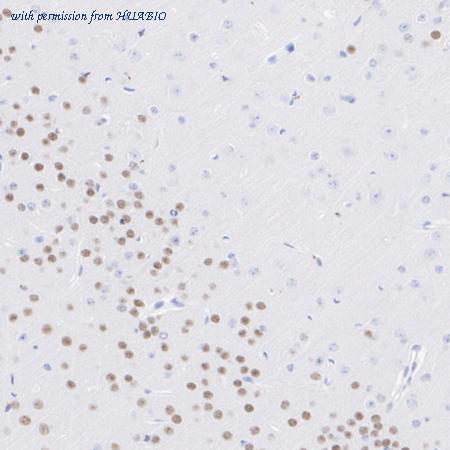 HUABIO HA723668 image 3