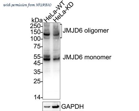 HUABIO HA723703 image 2