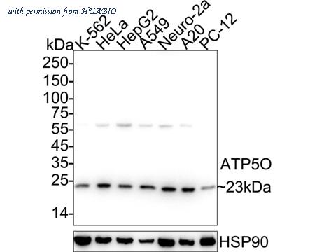 HUABIO HA723704 image 1