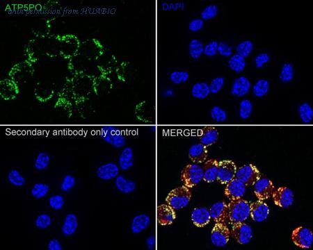 HUABIO HA723704 image 3