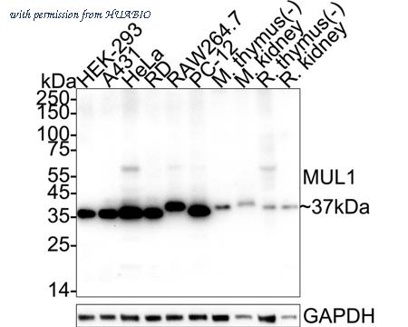 HUABIO HA723721 image 1