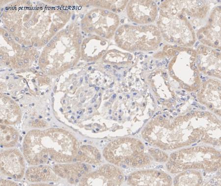 HUABIO HA723721 image 2