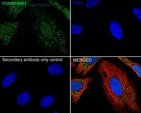 HUABIO HA723724 image 2