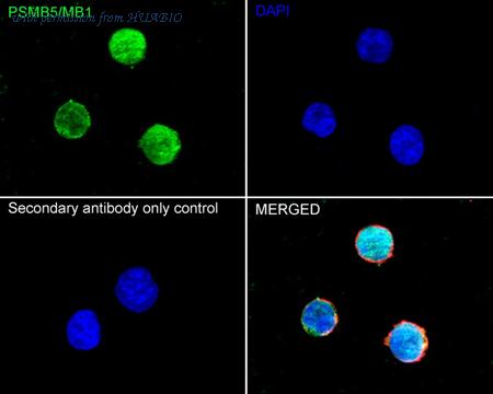 HUABIO HA723724 image 3