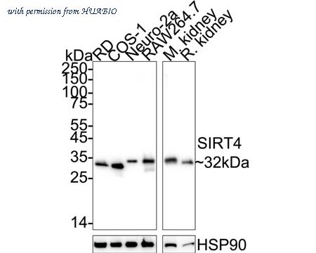 HUABIO HA723752 image 1