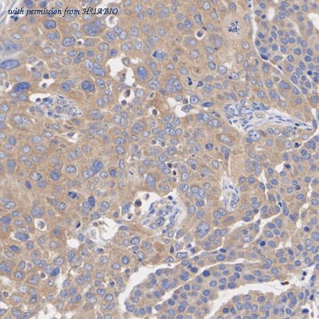 HUABIO HA723752 image 2