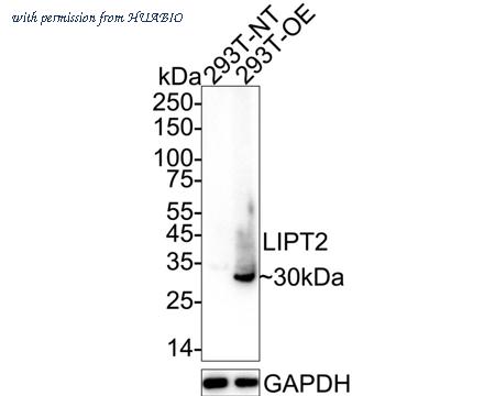 HUABIO HA723758 image 1