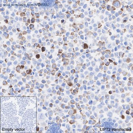 HUABIO HA723758 image 2