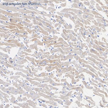 HUABIO HA723760 image 2