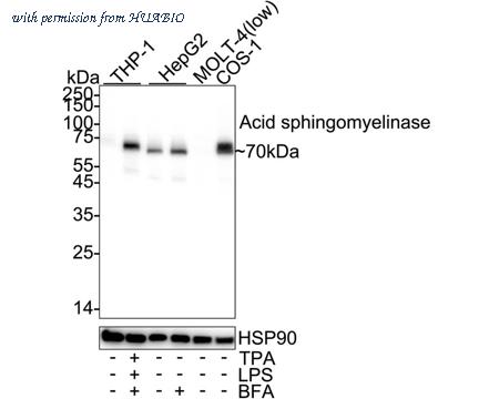HUABIO HA723768 image 1