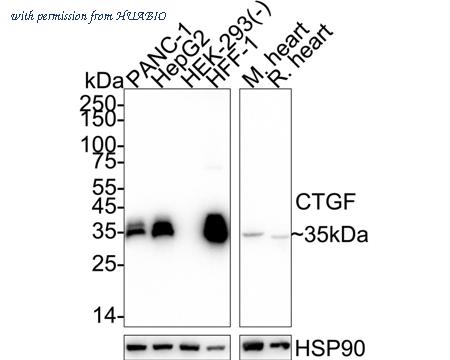 HUABIO HA723771 image 1