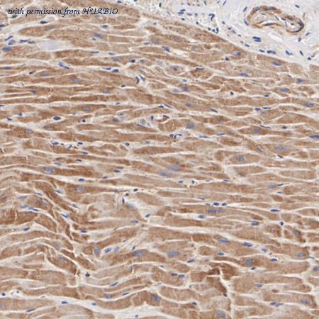 HUABIO HA723771 image 2