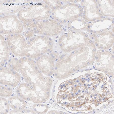 HUABIO HA723771 image 3