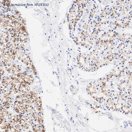 HUABIO HA723823 image 1